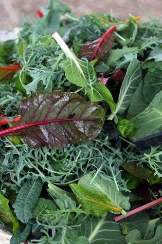 Mom always told you to eat your greens Greens Recipes, Braised Greens, Mexican Seasoning, Hot Pepper Seeds, Csa Recipes, Fresh Smoothies, Turnip Greens, Dark Leafy Greens, Kale Soup