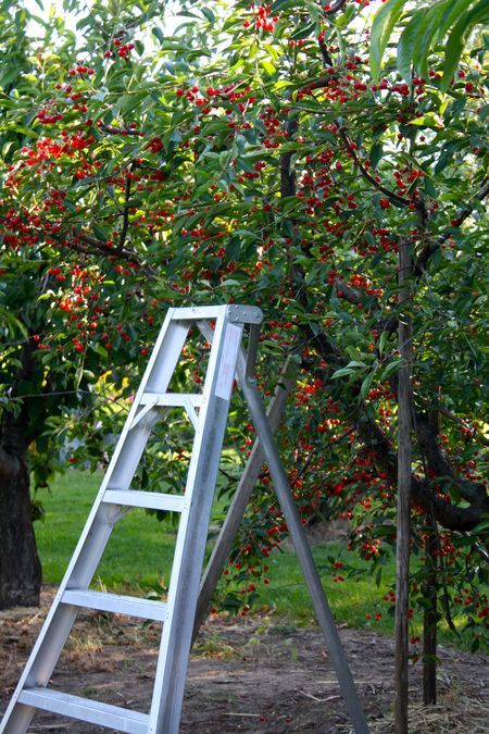 Cherry trees! Granny's farm had plump black cherry's as well as red. We were not supposed to climb the trees, but I am sad to report that there were times I did not obey very well ... those cherries were so tempting and delicious. Oh my! I'm ashamed, now that I think about it. Cherry Tree Backyard, Cherry Picking Aesthetic, Tom Lake, Picking Cherries, Black Cherry Tree, Cherry Plant, Cherry Farm, Cherry Orchard, Cherry Picking