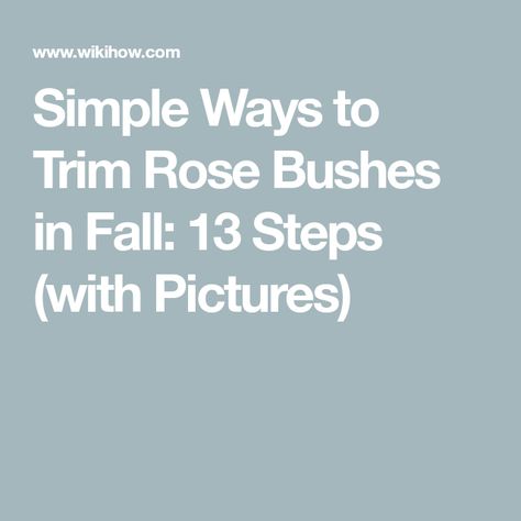 Simple Ways to Trim Rose Bushes in Fall: 13 Steps (with Pictures) Trim Rose Bushes, How To Trim Roses, Fall Begins, Rosé Back, Composting At Home, Rose Bushes, Backyard Gardening, Rose Bush, Beautiful Plants