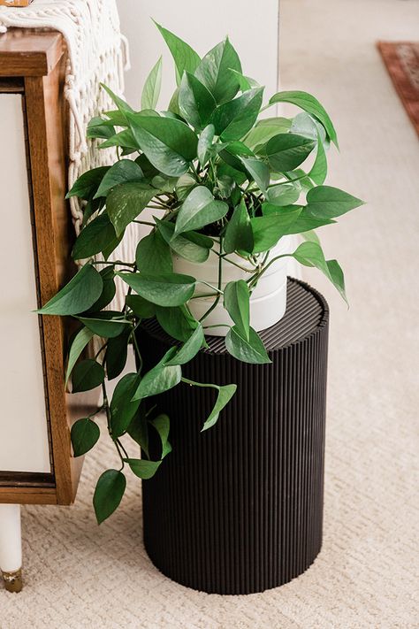 Turn A Trash Can Into A Plant Stand - Dream Green DIY Diy Plant Stands, Black Plant Stand, Plant Stand Ideas, Plant Accessories, Modern Plant Stand, Plant Stands Outdoor, Green Diy, Flowers For Home, Diy Plant Stand