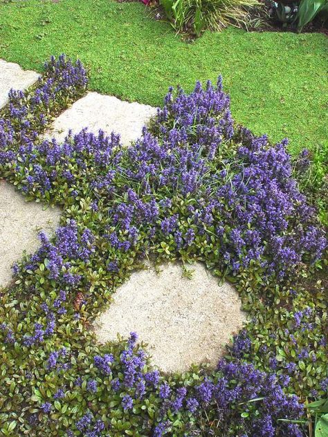 Ajuga 'Chocolate Chip' Flowering Shade Plants, Garden Therapy, Ground Covers, Deer Resistant Plants, Garden Walkway, Stone Path, Flower Gardening, Ground Cover Plants, Ornamental Plants