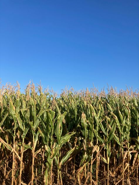 #corn #cornfield #meadow #nature #summer #aesthetic Midwest Autumn Aesthetic, Cornfield Aesthetic, John Barleycorn, Midwest Gothic, Postcard Project, Field Corn, Corn Fields, American Aesthetic, Inktober 2024