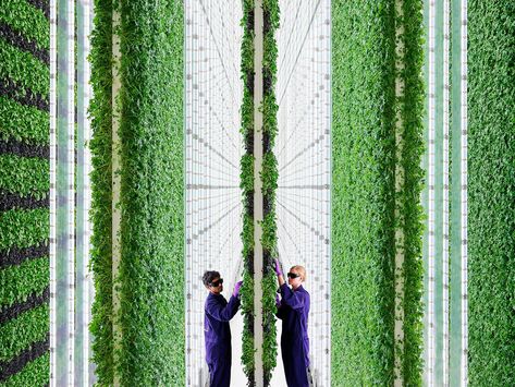 Vertical Farm, Smart Farm, Farming Technology, Farm Workers, Indoor Farming, South San Francisco, Vertical Farming, Future Farms, Farm Market