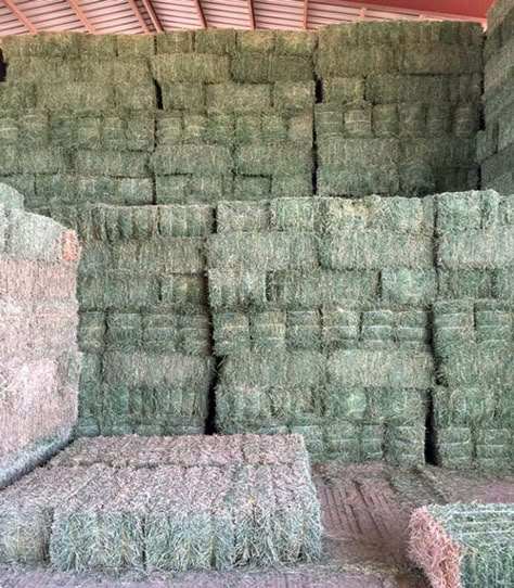 Sierra Farming - Alfalfa Hay Delivery and Sales in Arizona and Southern U.S. Alfalfa Hay For Horses, Hay Farming, Baling Hay, Veggie Garden Design, Hay Farm, Tuscon Arizona, Alfalfa Hay, Dairy Farming, Raising Farm Animals