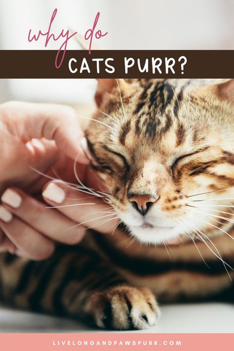 Are your curious about  your cats purring and the meaning behind the purr? There is nothing better than hearing your cat sleeping and softly purring next to you. While no one is 100 percent certain why cats purr, we have narrowed it down to our top most common reasons. #catbehavior #catbehaviorexplained #cats #understandingcats Cats Purring, Cat Questions, Why Do Cats Purr, Cat Behavior Problems, Cat Advice, Cat Tips, Scared Cat, Cat Purr, Cat Care Tips