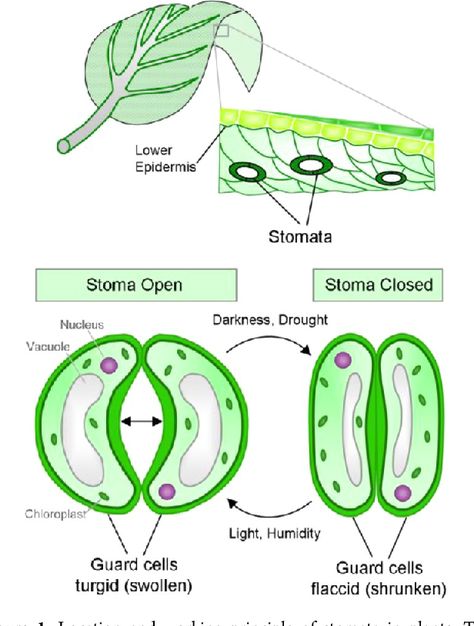 Figure 1 from Smart Hydrogel-Based Valves Inspired by the Stomata in Plants. | Semantic Scholar Transport In Plants, Agriculture Science, Plant Anatomy, Plant Physiology, Animal Adaptations, Biology Art, Study Flashcards, Biology Lessons, Teaching Biology