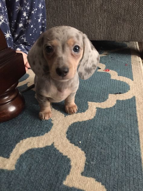 Blue dapple mini dachshund  Meet Goose- 8wks old Blue Dapple Dachshund, Wiener Dogs, Dapple Dachshund, Sausage Dogs, Dream Dog, Mini Dachshund, Weiner Dog, Wiener Dog, Sausage Dog