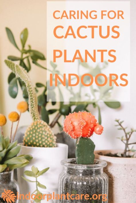 Caring for succulents can be tricky. Learn how to care and maintain succulent houseplants here with these succulent care tips and tricks. Cactus Care Tips Indoor, Cactus Indoors, Caring For Succulents, Indoor Cactus Plants, Cacti Plants, Houseplant Collection, Plants Tips, Christmas Cactus Plant, Cactus House Plants