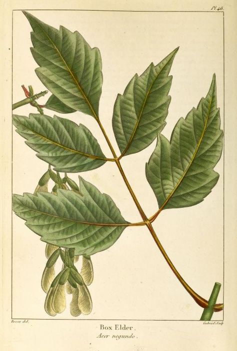 Ash Leaf, Urban Tree, Box Elder, Illustration Botanique, Plant Identification, Deciduous Trees, Tree Drawing, Walk In The Woods, Tree Leaves