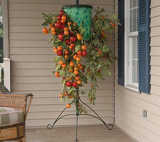 Grow tomatoes upside down Upside Down Tomato Planter, Upside Down Plants, Hanging Tomato Plants, Gardening Tomatoes, Tomatoes Growing, Growing Tomatoes Indoors, Tomato Growers, Tomato Planter, Tomato Growing