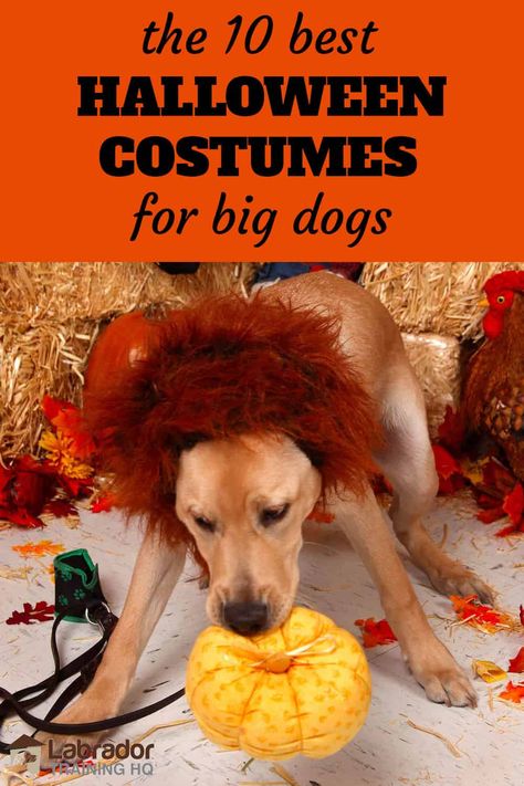 What Are The Best Halloween Costumes For Big Dogs? - LabradorTrainingHQ Yellow Lab Halloween Costume Ideas, Xxl Dog Costumes, Diy Large Dog Costumes, Yellow Lab Halloween Costume, Large Dog Halloween Costumes Diy, Black Lab Halloween Costumes, Costumes For Big Dogs, Large Dog Halloween Costumes, Big Dog Halloween Costumes