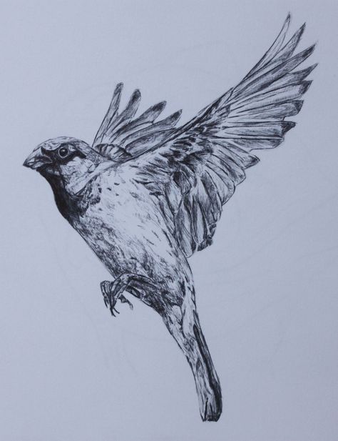 Part of a series of drawings of birds  Biro, 12x18cm. #birds #biro #art #drawing #birdwatching #sparrow #flying Bird Taking Flight Drawing, Gcse Art Flight, Flight Gcse Art, Sparrow Bird Drawing, Bird Flying Drawing, Biro Sketches, Jenny Mccabe, Sparrow Flying, Drawings Of Birds