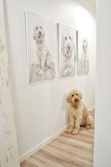 #diy #diycanvasphotos #canvasprints #wallart #hallwayart #hallwaydecor #vintageporch Framed Dog Pictures Wall Art, Pet Photo Wall, Dog Picture Ideas Decor, Dog Wall Decor Ideas, Dog Picture Wall, Pet Poses, Canvas Photos, Wall Art Uk, Doodle Love