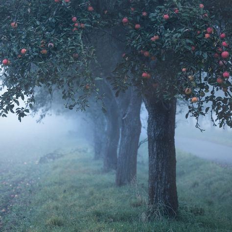 The Fog, Apple Tree, Dark Aesthetic, Apples, Lighthouse, The Dreamers, Nature Photography, Forest, Natural Landmarks