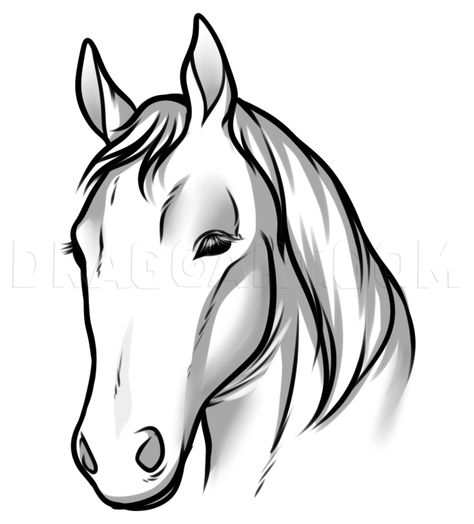 Draw Horse Heads And Faces, Step by Step, Drawing Guide, by Dawn - DragoArt Horse Face Drawing, Easy Horse Drawing, Dragon Head Drawing, Draw Horse, Horse Head Drawing, Draw A Horse, Simple Face Drawing, Horse Art Drawing, Face Outline