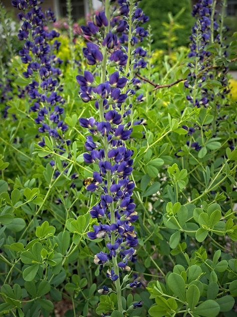 Indigo Plant Drawing, Growing Indigo, Blue Indigo Plant, Blue Wild Indigo, Indigofera Tinctoria, Baptisia Australis, Indigo Garden Fabric, Wild Indigo, Indigo Plant