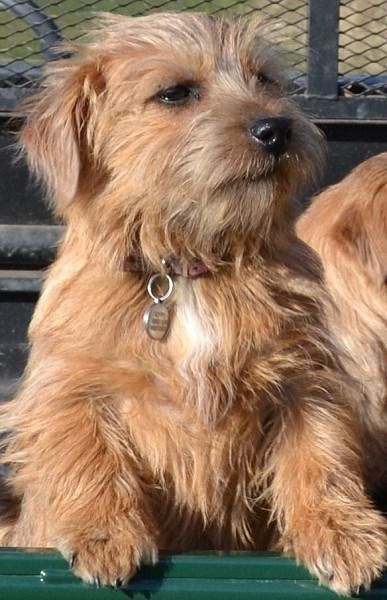 Toosey Norfolk Terrier Heart Of A Lion, Norfolk Terrier, Rabbit Head, Want To Be Loved, Happy Healthy, Norfolk, Our Home, Our Life, 20 Years