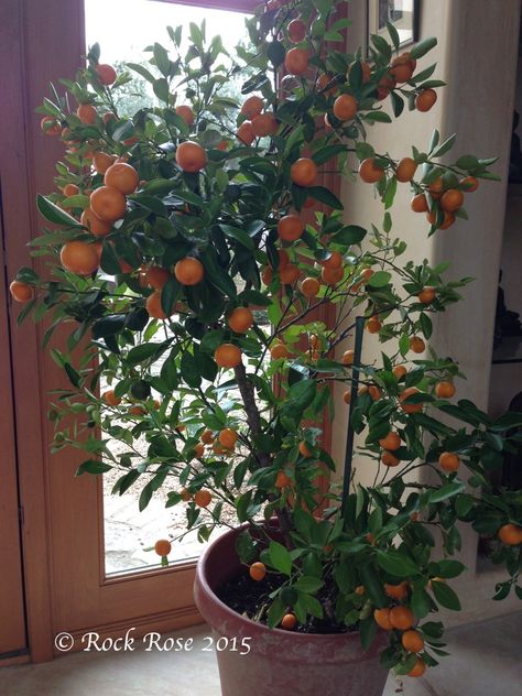 ROCK ROSE: making marmalade with calamondin oranges Indoor Orange Tree, Calamondin Orange Tree, Citrus Tree Indoor, Making Marmalade, Rose Making, Citrus Tree, Tree Indoor, Winter Crops, Rock Rose