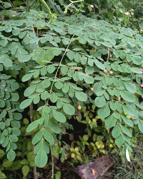 Read caption: 👇👇 . . Discover the power of Moringa oleifera, an ancient Ayurvedic herb that has been cherished for its incredible health benefits for thousands of years. 🌿 Rich in essential nutrients, Moringa is a true superfood that supports overall wellness. Packed with antioxidants like quercetin and chlorogenic acid, Moringa helps combat free radicals, reduce inflammation, and may even lower blood sugar and cholesterol levels. 💚 For those seeking to boost their nutrition naturally, Morin... Benefits Of Moringa Leaves, Health Benefits Of Moringa, Loquat Tree, Benefits Of Moringa, Moringa Leaf Powder, Moringa Tree, Miracle Tree, Read Caption, Moringa Leaves