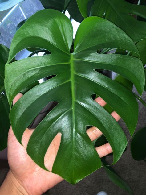 Monteras Plant, Manu Tattoo, Monstera Plant Leaf, Big Leaf Plants, Creepers Plants, Flower Shop Design, Monstera Leaves, Big Leaves, Monstera Plant