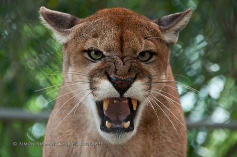 Florida Panthers Species - No Longer Endangered! - SPA LLC Florida Panther, Angry Animals, North American Animals, Animal Names, Panther Art, Cat Profile, Tabby Kitten, Animal Print Wallpaper, Mountain Lion