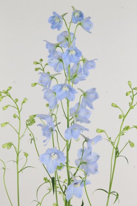 Light Blue Delphinium Bouquet, Light Blue Delphinium, Rich Wedding, Delphinium Blue, Stem Flowers, Delphinium Flowers, Flower Identification, Blue Delphinium, Magic Day