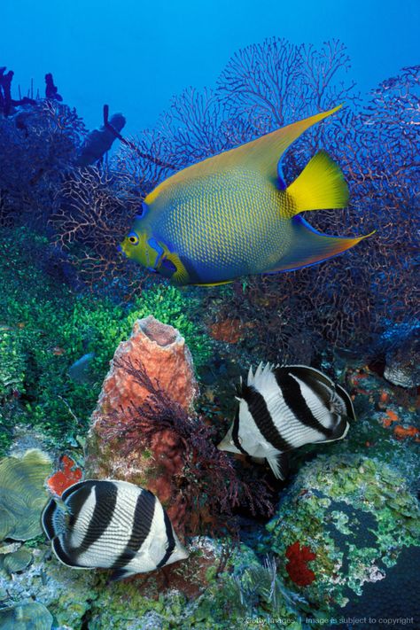 A snorkel wonderland Queen Angelfish, Coral Fish, Fauna Marina, Life Under The Sea, Beneath The Sea, Salt Water Fish, Beautiful Sea Creatures, Marine Fish, Ocean Fishing