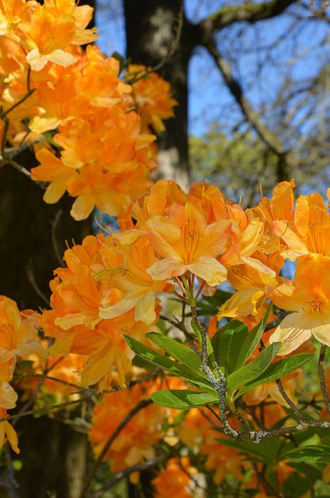 Orange azalea plant Orange Azalea, Flame Azalea, Azalea Plant, Acidic Soil, Wedding Color Pallet, Table Designs, Favorite Flowers, Christmas Flowers, In Full Bloom