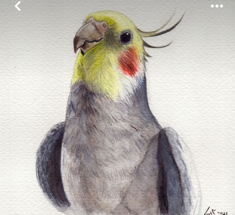 Nature Art Painting, Animated Drawings, Bird Drawings, Pretty Birds, Realistic Drawings, Book Art Drawings, Cool Art Drawings, Watercolor Animals, Line Art Drawings