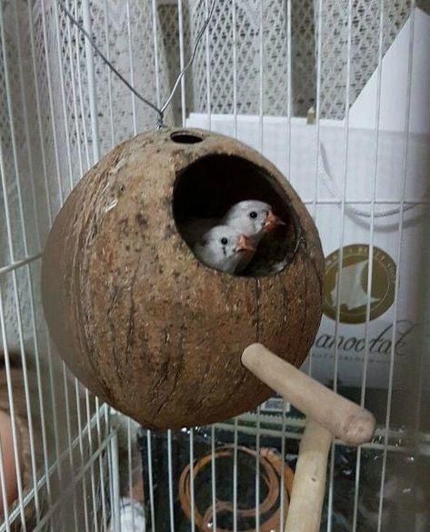 Finch Nest (Birdhouse) : 3 Steps (with Pictures) - Instructables Finch Cage, Diy Bird Cage, Pet Bird Cage, Coconut Shell Crafts, Chicken Pictures, Zebra Finch, Pet Enclosure, Bird Aviary, Owl Pet