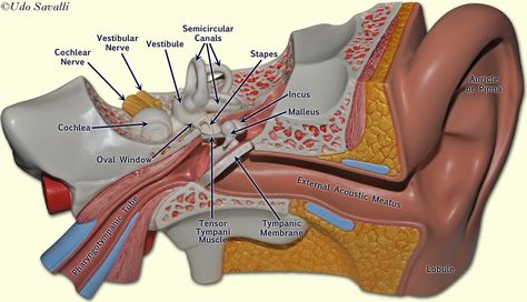 Human Ear Diagram, Ear Diagram, Nervous System Anatomy, Ear Model, Medical Assistant Student, Ear Anatomy, Facial Anatomy, Basic Anatomy And Physiology, Human Ear