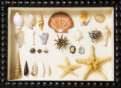 How to Secure Items in a Shadow Box Beach Shadow Boxes, Seashell Shadow Boxes, Glass Shadow Box, Seashell Display, Shell Display, Seashell Decor, Diy Shadow Box, Seashell Projects, Nautical Crafts