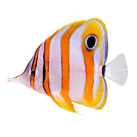 Copperband Butterfly Fish Rarely Available Colorful Fish Aesthetic, Colorful Ocean Fish, African Butterfly Fish, Small Tropical Fish, Green Spotted Puffer Fish, Parrot Fish, Butterfly Fish, Orange Fish, Clown Fish