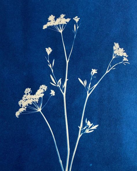 Cow Parsley Drawing, Cyanotype Tattoo, Cow Parsley Tattoo, Botanical Cyanotype, Bug Poster, Stretch Mark Tattoo, Lockscreen Quotes, Mark Tattoo, Funky Tattoos