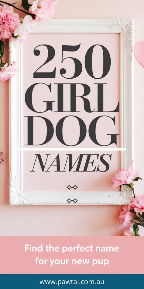 Naming your dog is one of the most special parts of welcoming her home. Our curated list of 250 girldog names is here to make it easy and fun. From timeless classics to modern and quirky options, we’ve got something for every personality. Solve the stress of naming with these fantastic ideas that your pup will grow to love. Discover the perfect name today and give her something to wag about! Girly Dog Names, Female Puppy Names, Dog Names Female, Aesthetic Dog Names, Girl Dog Names Unique, Puppies Names Female, Small Dog Names, Sweet Girl Names, Popular Dog Names