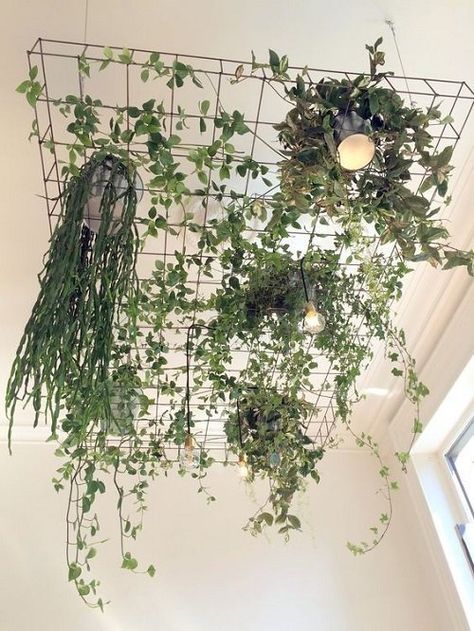 Plant Hanging, Hanging Plants Indoor, Plants For Hanging Baskets, Plant Decor Indoor, Interior Plants, House Plants Decor, Unique Plants, Hanging Garden, Foliage Plants