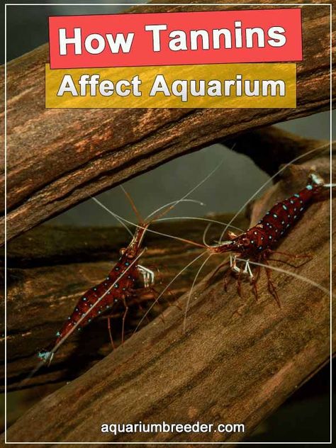 Aquarium Hacks, Shrimp Aquarium Freshwater, Cleaning Aquarium Tanks, Substrate For Planted Aquarium, Fish Benefits, Aquarium Grass, Fish Tank Cleaning, What Else Can An Lg. Aquarium Be Used For, Blue Shrimp Aquarium