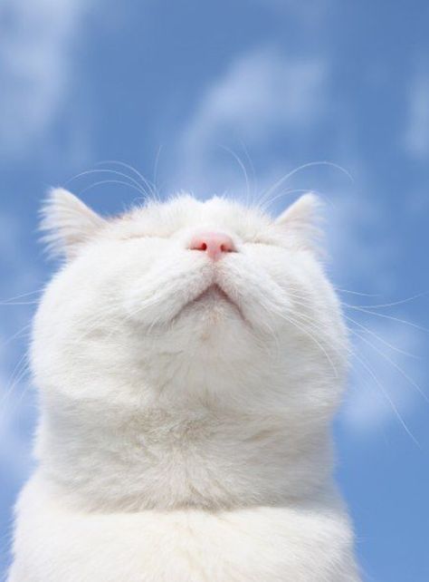 I kiss the morning Sky And Clouds, White Cat, The Sky, Blue, White