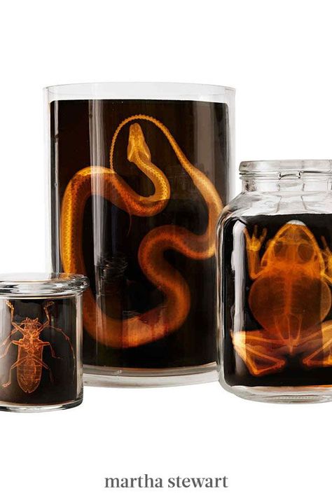 Kids will love these spooky animal skeletons. Anatomy cards are slipped into apothecary jars for a kid-friendly Halloween craft. #marthastewart #crafts #diyideas #easycrafts #tutorials #hobby Martha Stewart Halloween, Recycled Jars, Halloween Apothecary, Halloween Potions, Halloween Clips, Halloween Diy Crafts, Easy Diy Halloween, Halloween Clipart, Mad Scientist