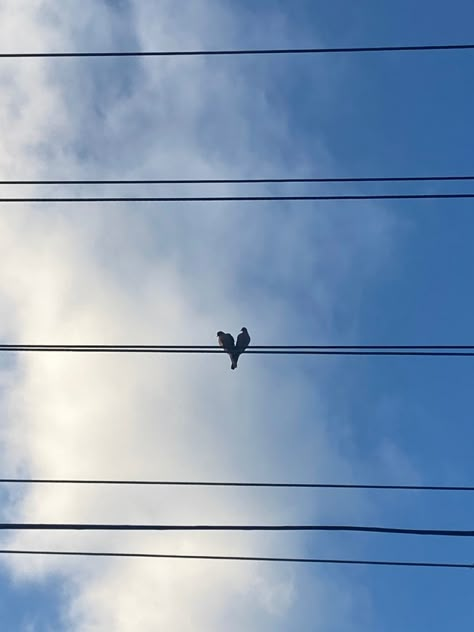 Two Birds On A Wire Aesthetic, Bird Instagram Story, Two Birds Aesthetic, Two Birds On A Wire, Bird On Wire, Birds Wallpaper Hd, Couple Birds, Black Mask Aesthetic, Dump Pics