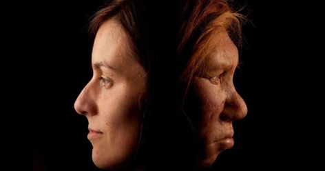 20% - Research Confirms that Neanderthal DNA Makes Up About 20% of the Modern Human Genome - One study showed that non-African people have  approximately 1 to 4% Neanderthal DNA. TWO MORE RECENT STUDIES show that collectively, the Neanderthal DNA percentage in modern humans today is about 20%. Those genes have an influence on hair, skin, and disease. Both studies found some regions of our DNA lack any Neanderthal DNA, such as ones involved in motor coordination, the testes, AND THE X CHROMOSOME. Homo Heidelbergensis, Caucasian Race, Sami People, Human Genome, What Is Today, Early Humans, Human Evolution, Ancient Origins, Human Species