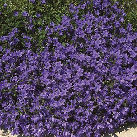 Campanula portenschlagiana Birch Hybrid Campanula Portenschlagiana, Siberian Iris, Creeping Thyme, Rock Gardens, Summer Plants, How To Attract Hummingbirds, Hummingbirds, Rock Garden, Thyme