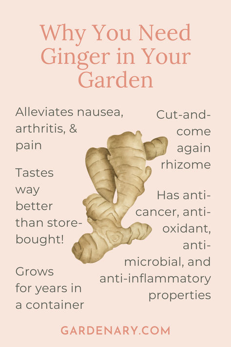 These roots (rhizomes) are so good for you! And did you know the leaves are actually edible? You can make your own ginger leaf tea and salves while you're waiting on the plant to spread underground. Ginger Root Benefits, Planting Ginger, Ginger Plant, Tropical Climate, Ginger Root, Grow Your Own, The Plant, How To Grow, Gardening Tips