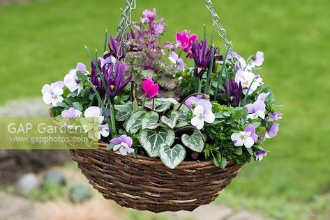 A winter hanging basket planted with Viola cornuta 'Sorbet Pink Wing', Iris reticulata 'J.S. Dijt', autumn cyclamen and ornamental cabbage. Fall Hanging Baskets, Winter Hanging Baskets, Small Ornamental Trees, Hanging Basket Garden, Garden Design Pictures, Saffron Walden, Blueberry Plant, Ornamental Cabbage, Garden Obelisk