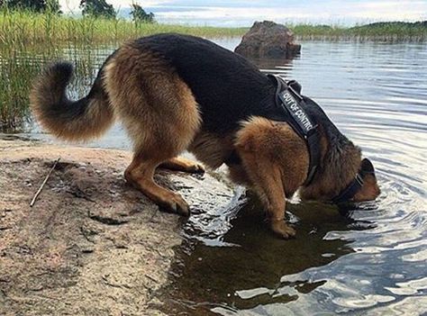 Trying to find Nemo! @mr_ricoslife germanshepherd #germanshepherds #germanshepherdmemes #germanshepherdphotos #germanshepherddog #gsdstagram #germanshepherdpictures#gsd #gsdphotos #gsdpictures German Shepherd, German Shepherds, German Shepherd dog, german shepherd memes, german shepherd photos, gsdstagram, german shepherd pictures, gsd, gsdphotos, gsd pictures German Shepherd Harness, German Shepherd Police, German Shepherd Memes, German Shepherd Photos, German Shepherd Pictures, Dog German Shepherd, Gsd Dog, Dog German, Dog Pics