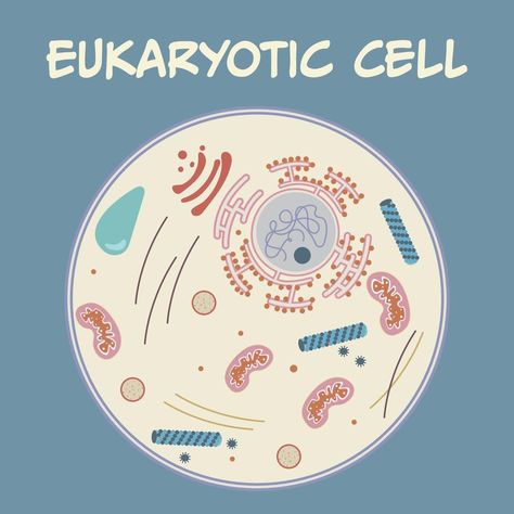 Eukaryotic Cell Diagram, Eukaryotic Cell Drawing, Animal Cell Drawing, Cell Wallpaper, Human Cell, Cell Diagram, Science Diagrams, Prokaryotic Cell, Human Cells