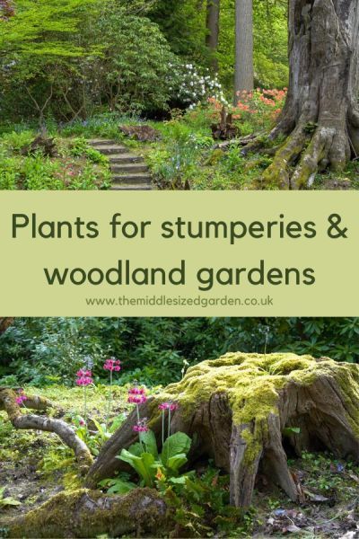 Plants for woodland gardens and stumperies #middlesizedgarden Secret Woodland Garden, Wooded Yard Landscaping Ideas, Landscaping Edge Of Woods, Woodland Rock Garden, Wild Woodland Garden, Shady Woodland Garden, Small Woodland Garden Design, Woods Garden Ideas, Natural Forest Landscaping