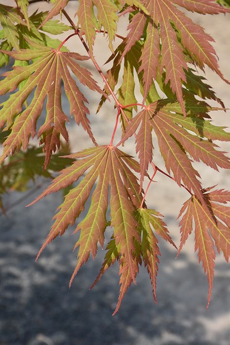 Infused Maple Syrup, Garden Bushes, Grass Fertilizer, Nursery Landscape, Compost Soil, Greenhouse Growing, Raised Planter, Landscaping Supplies, Climbing Vines