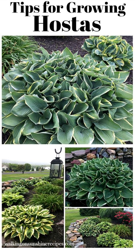 Different Types Of Plants, Shade Garden Plants, Hosta Gardens, Hosta Plants, Walking On Sunshine, Garden Wallpaper, Beautiful Flowers Garden, Garden Yard Ideas, Landscaping Tips