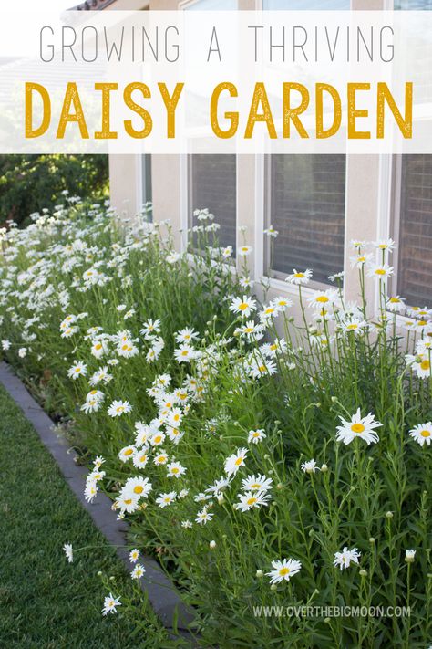 Do you love Daisies as much as we do? Today we are sharing everything you need to know about creating a thriving daisy garden! Once you get them started they require very little care and get bigger and better every year! #ad #GilmourGardens #GilmourGardening Daisy Garden, Garden Wallpaper, Moon Garden, White Gardens, Garden Cottage, Growing Flowers, Outdoor Plants, Garden Styles, Dream Garden